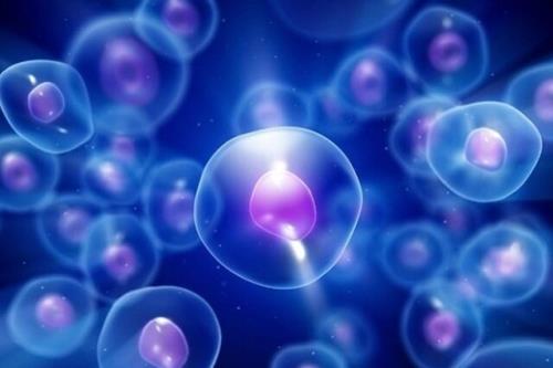 شناسایی اثر مهار پروتئین کیناز p38 در تمایز سلول ­های بنیادی پرتوان جنینی انسان