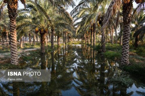 گسترش همكاری دانشگاه آزاد بندرعباس و انجمن ملی خرما