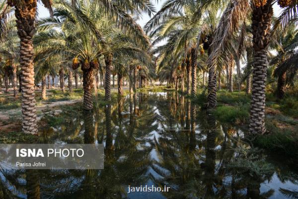 گسترش همكاری دانشگاه آزاد بندرعباس و انجمن ملی خرما