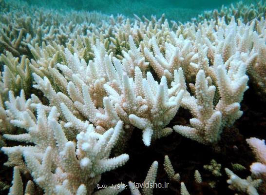 مرجان های خلیج چابهار درحال نابودی