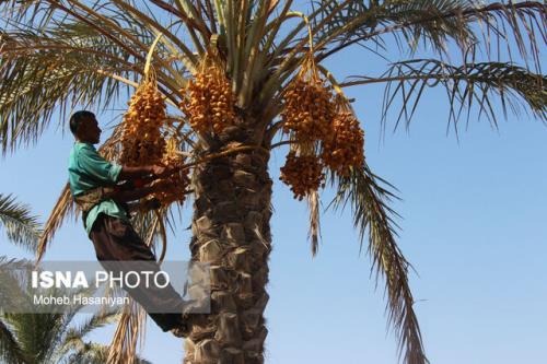 پاکستان بازار خرما را از ایران گرفت!