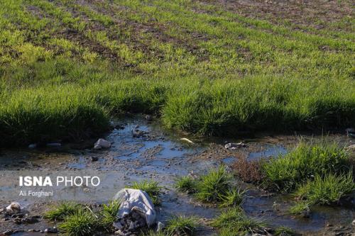 خطرات آبیاری سبزیجات با فاضلاب