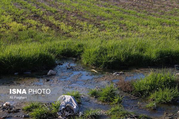 خطرات آبیاری سبزیجات با فاضلاب