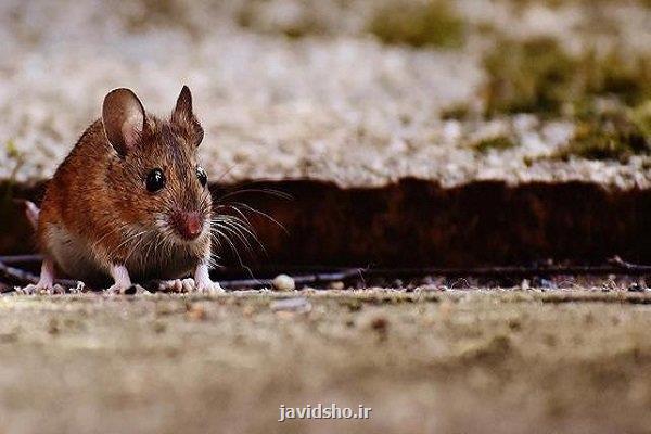 نانوپودر غیرسمی بلای جان موش ها