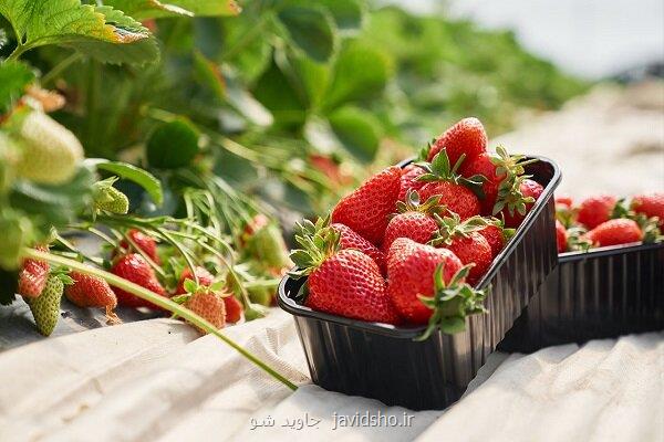 نانوحباب، راز رشد اعجاب انگیز توت فرنگی در گلخانه های ایرانی