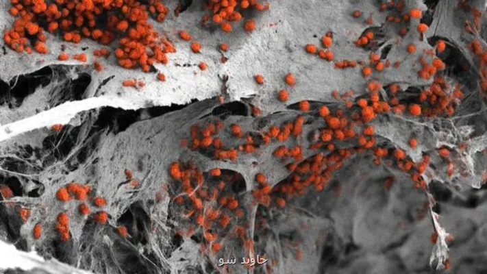 ساخت کارخانه خون سازی مغز استخوان انسان در لابراتوار