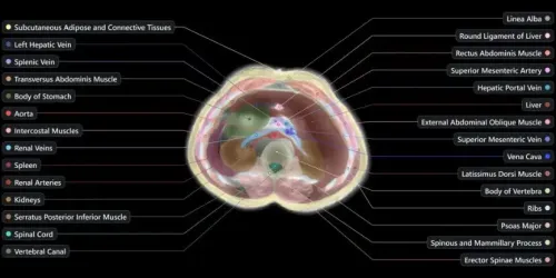 اسکن بدن بدون احتیاج به دستگاه MRI