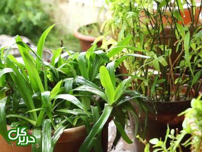چند ترفند ساده برای زیبا كردن منزل با گیاهان آپارتمانی