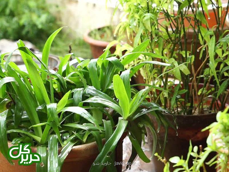 چند ترفند ساده برای زیبا كردن منزل با گیاهان آپارتمانی