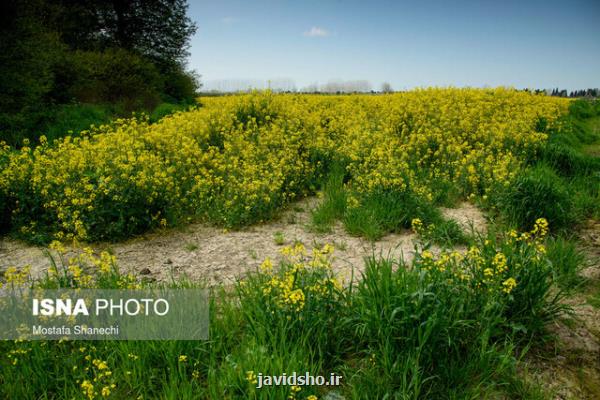 بیماریهای مهم كلزا كدام هستند؟